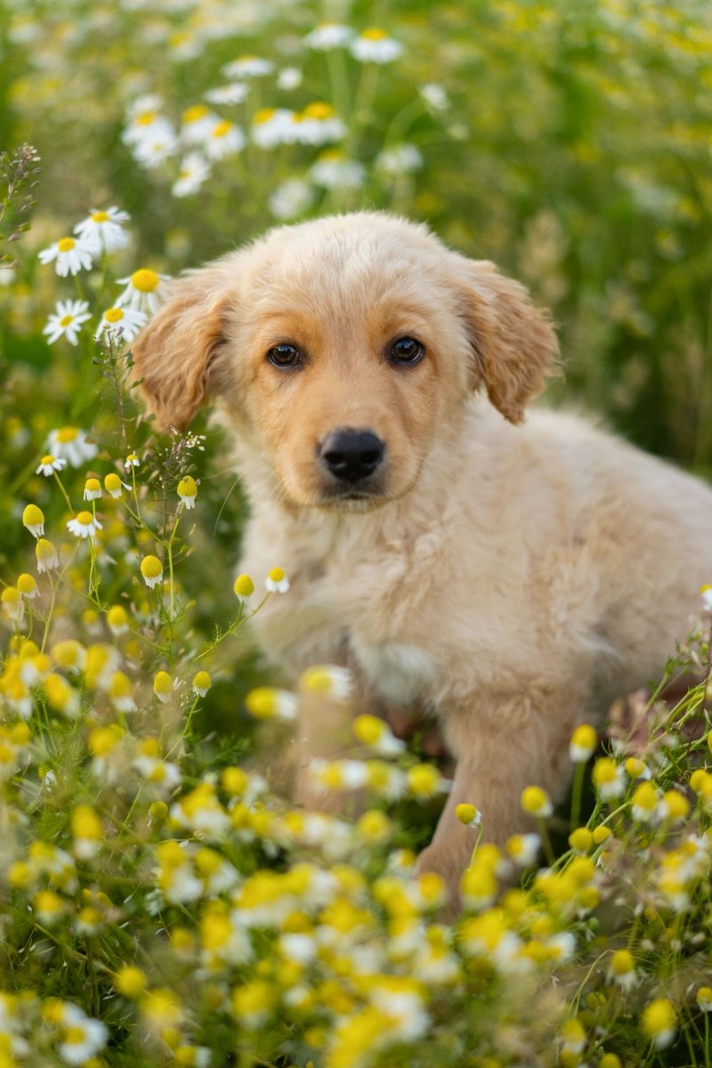kamilla retriever kölyök mező séta