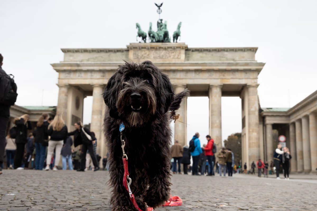 berlin kutya