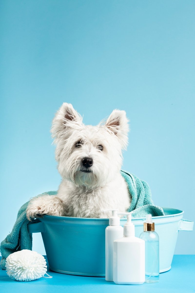 west highland terrier fürdetés
