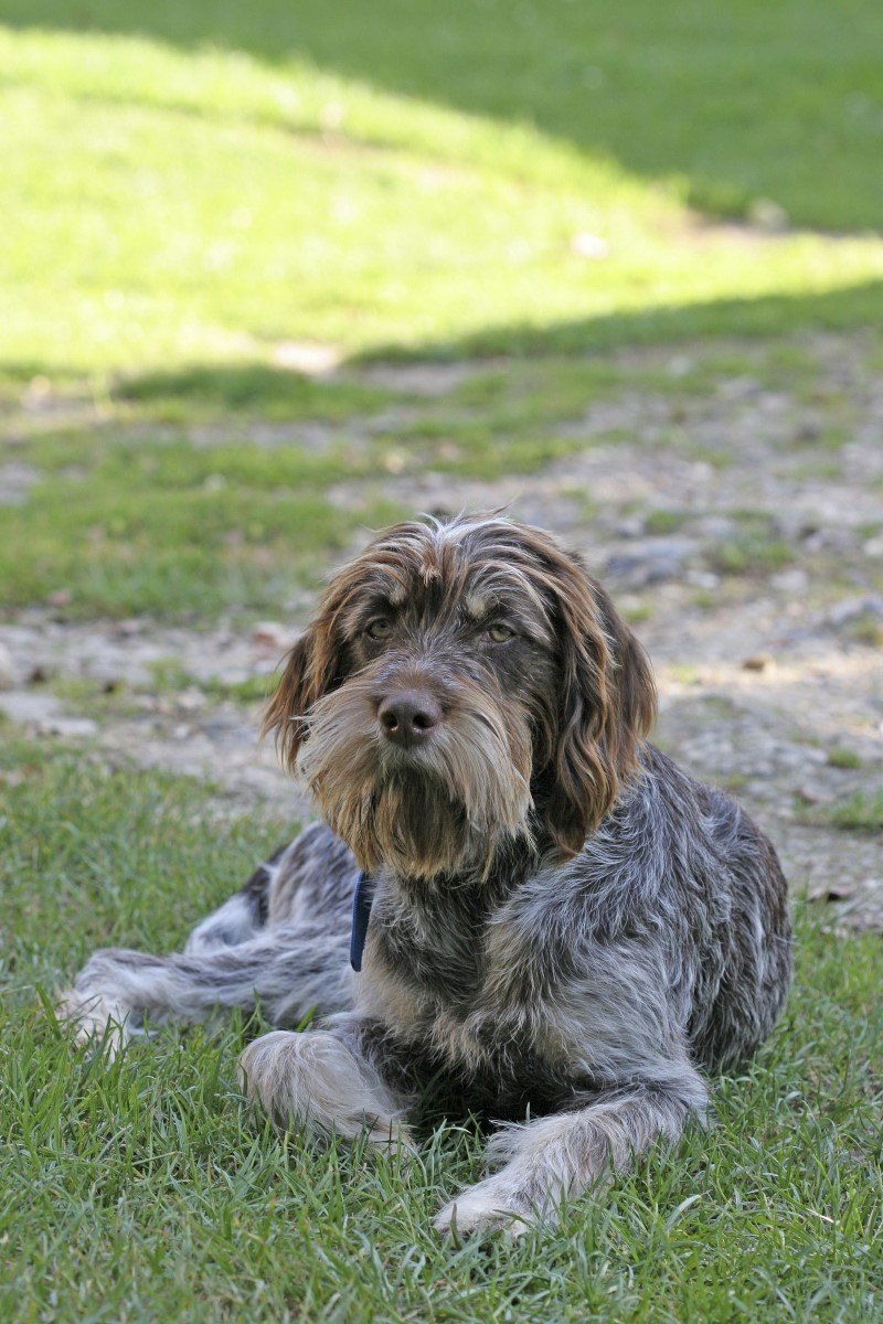 drótszőrű griffon