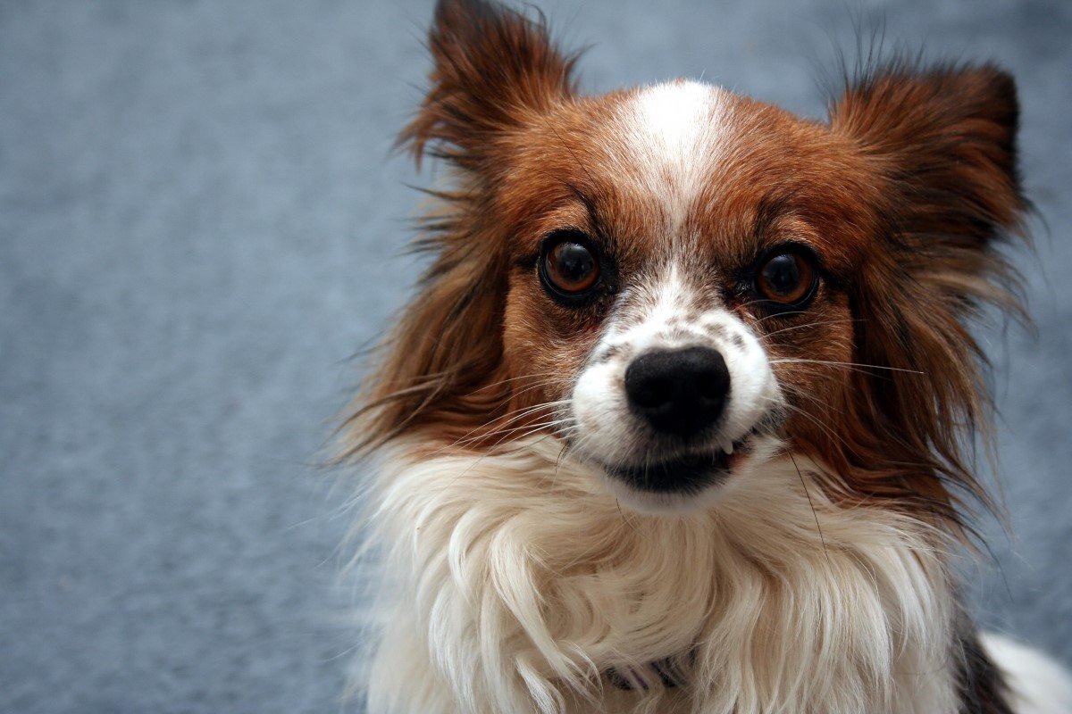 papillon morog vicsorog