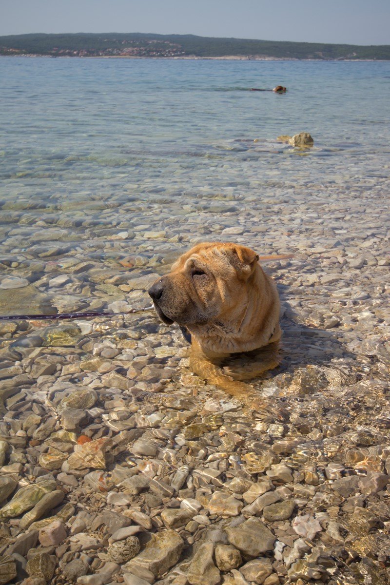 Crikvenica horvátország strand kutya