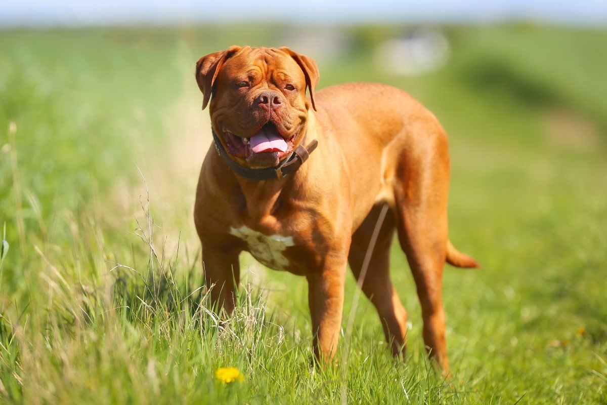 Bordeauxi dog
