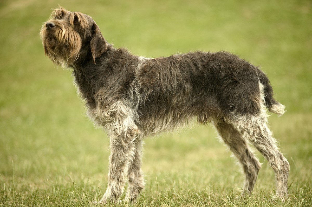 drótszőrű griffon