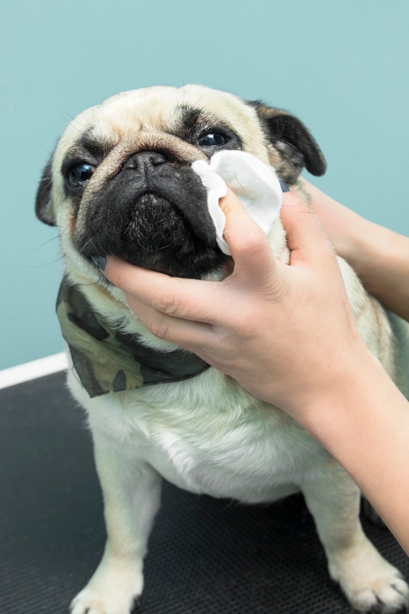 mopsz fürdetés ápolás nedves törlőkendő