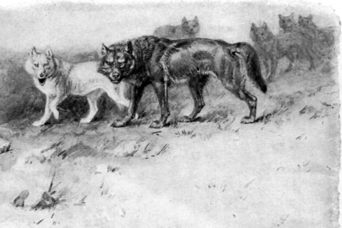 Lobo_(The_King_of_Currumpaw)