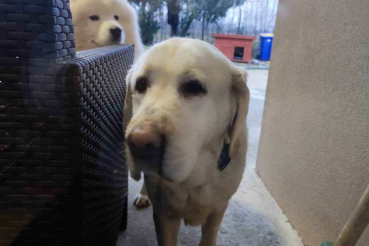 megkerült labrador (1)