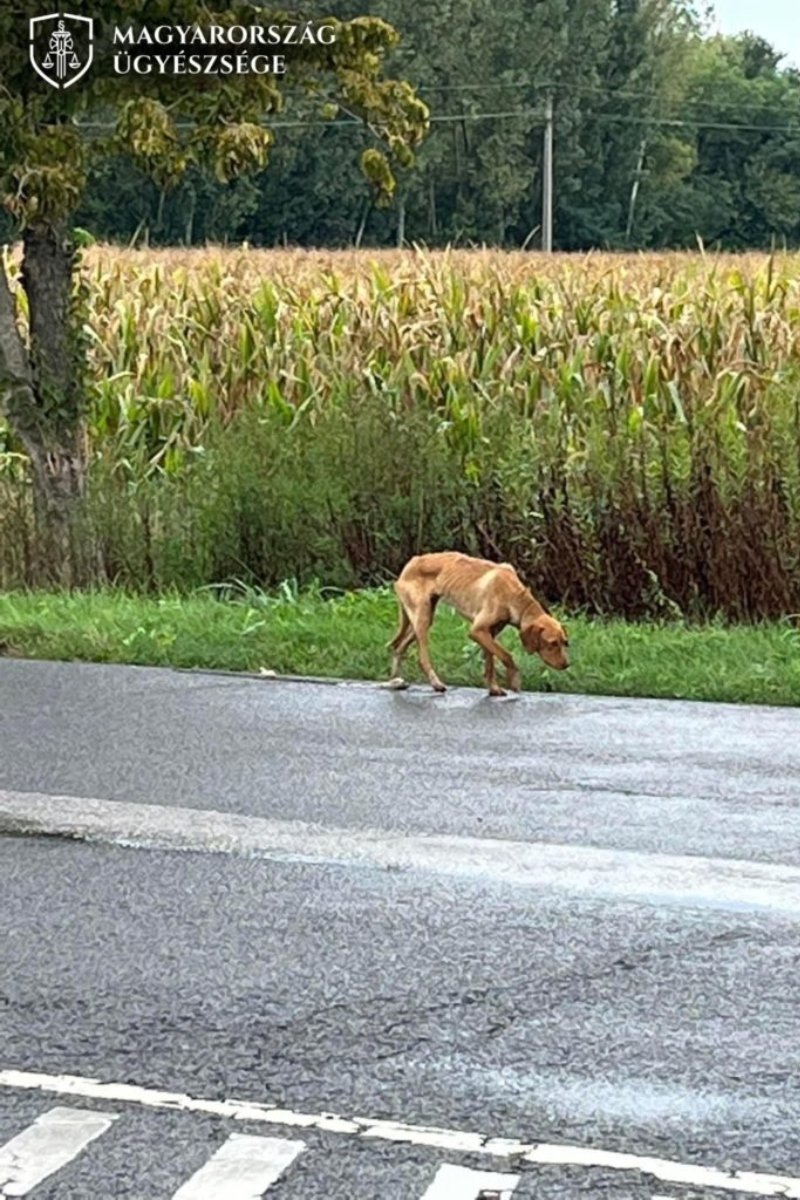 országúton kidobott vizsla ügyészség (2)