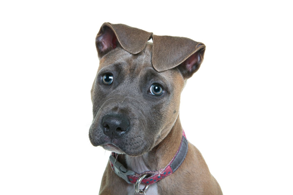 szomorú szemű pitbull kölyök