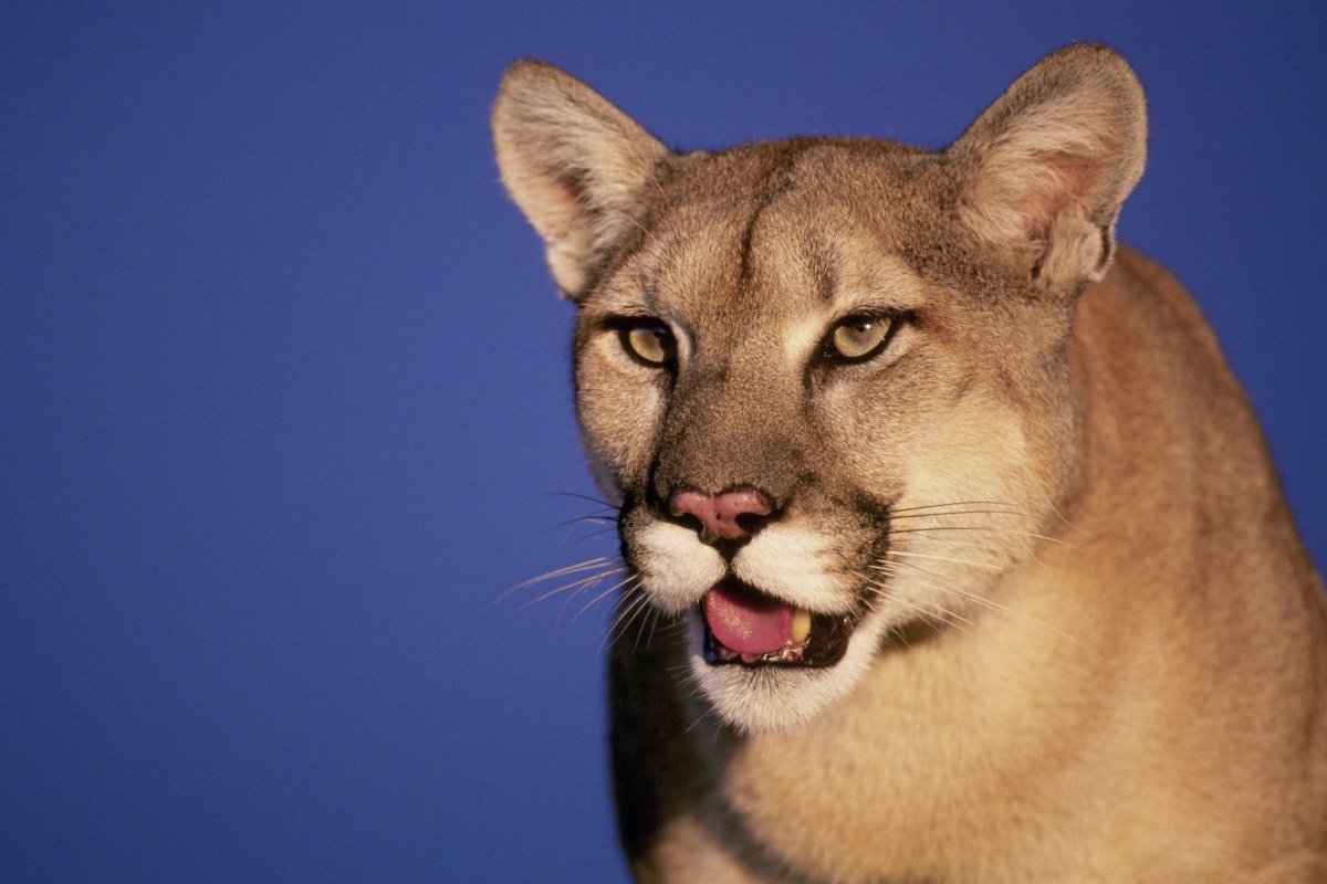 puma