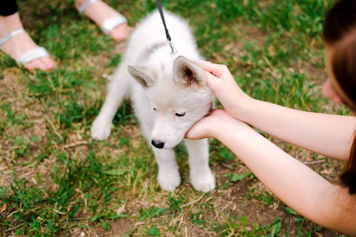 séta idegen simogatás husky kölyök kiskutya