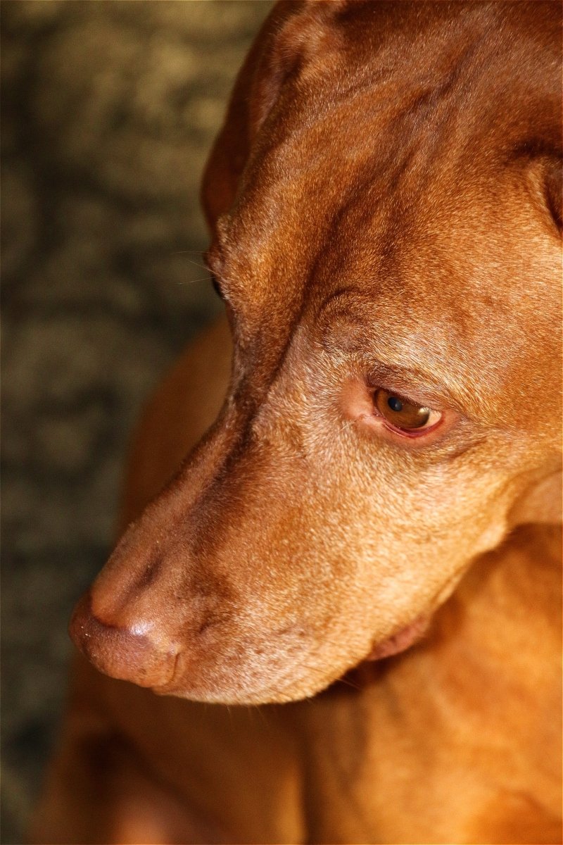 szomorú vizsla profil arc pofa szem