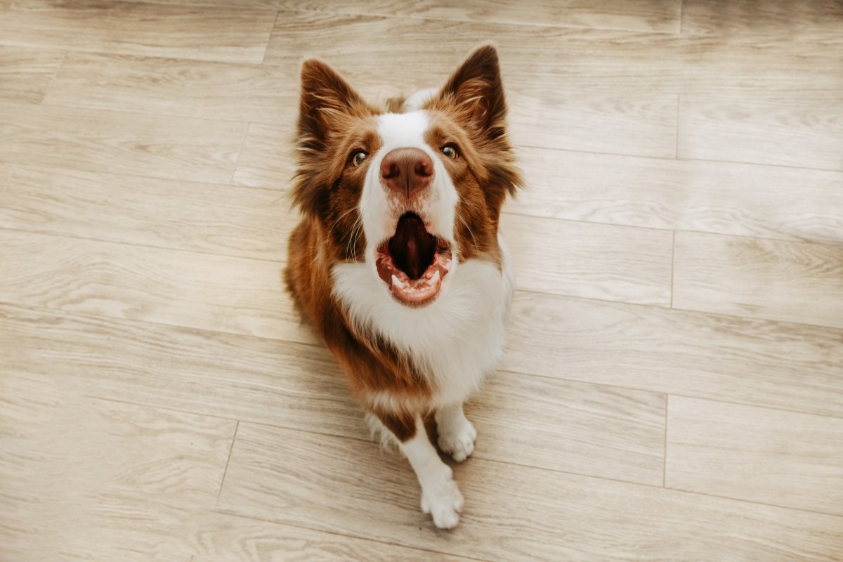 border collie ugat ugatás vonyít borító