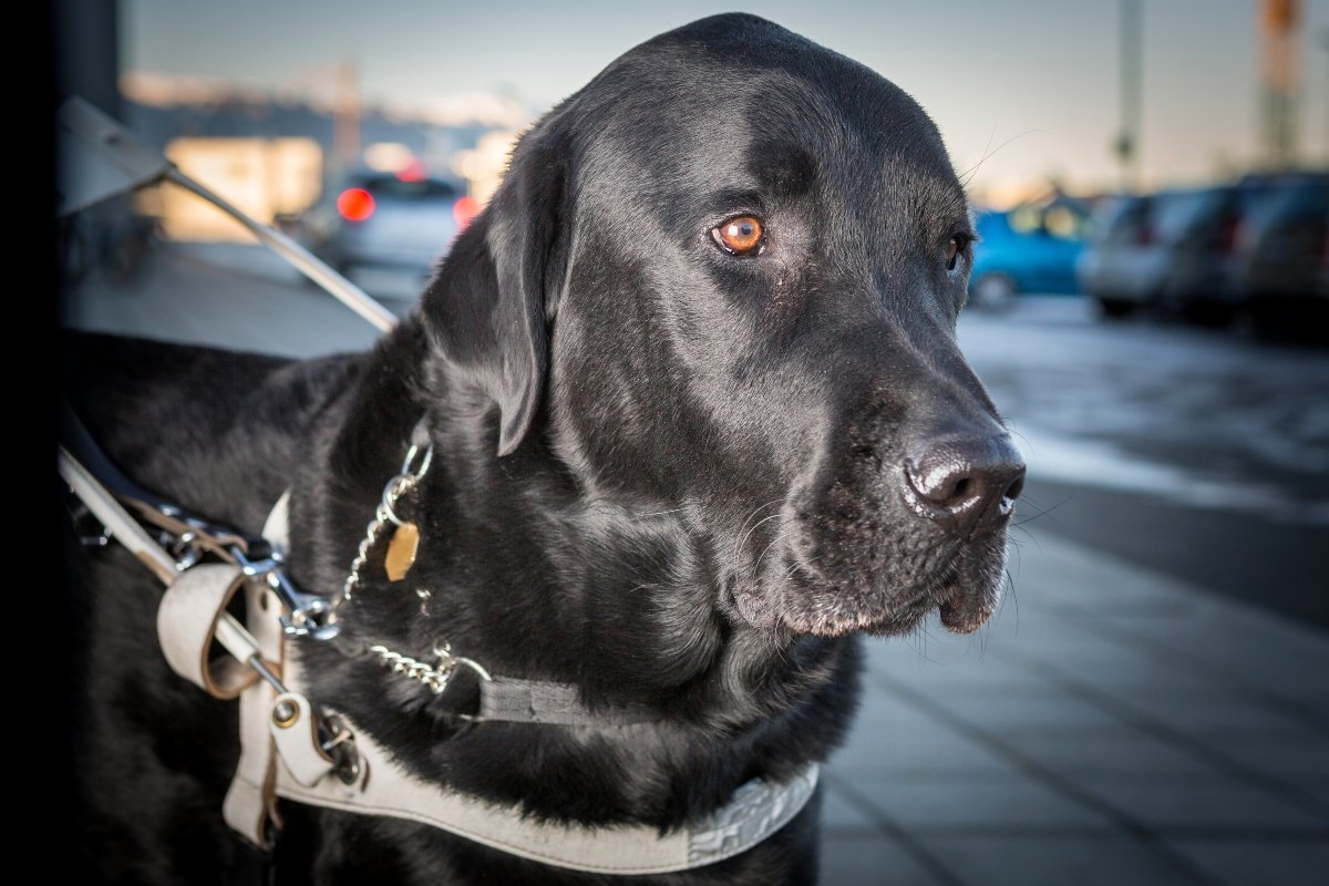 fekete labrador borító segítőkutya