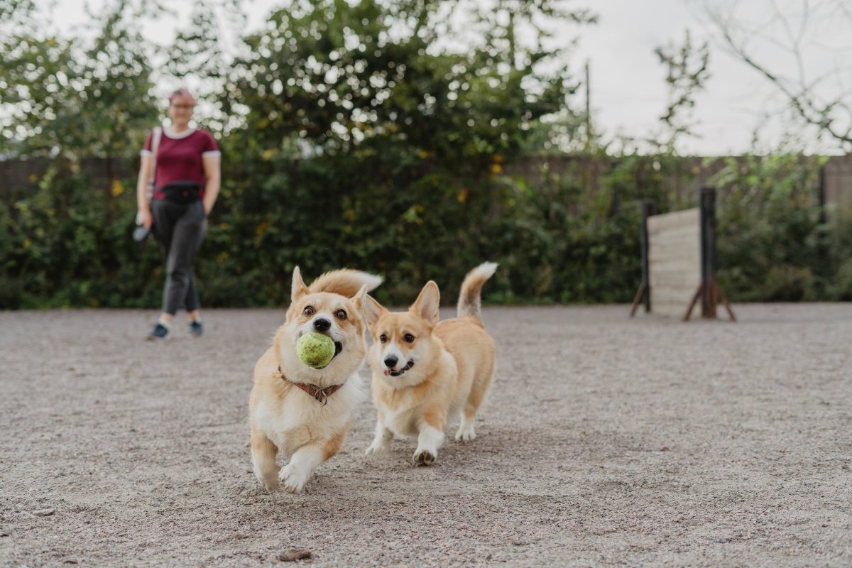 corgi futattó teniszlabda játék