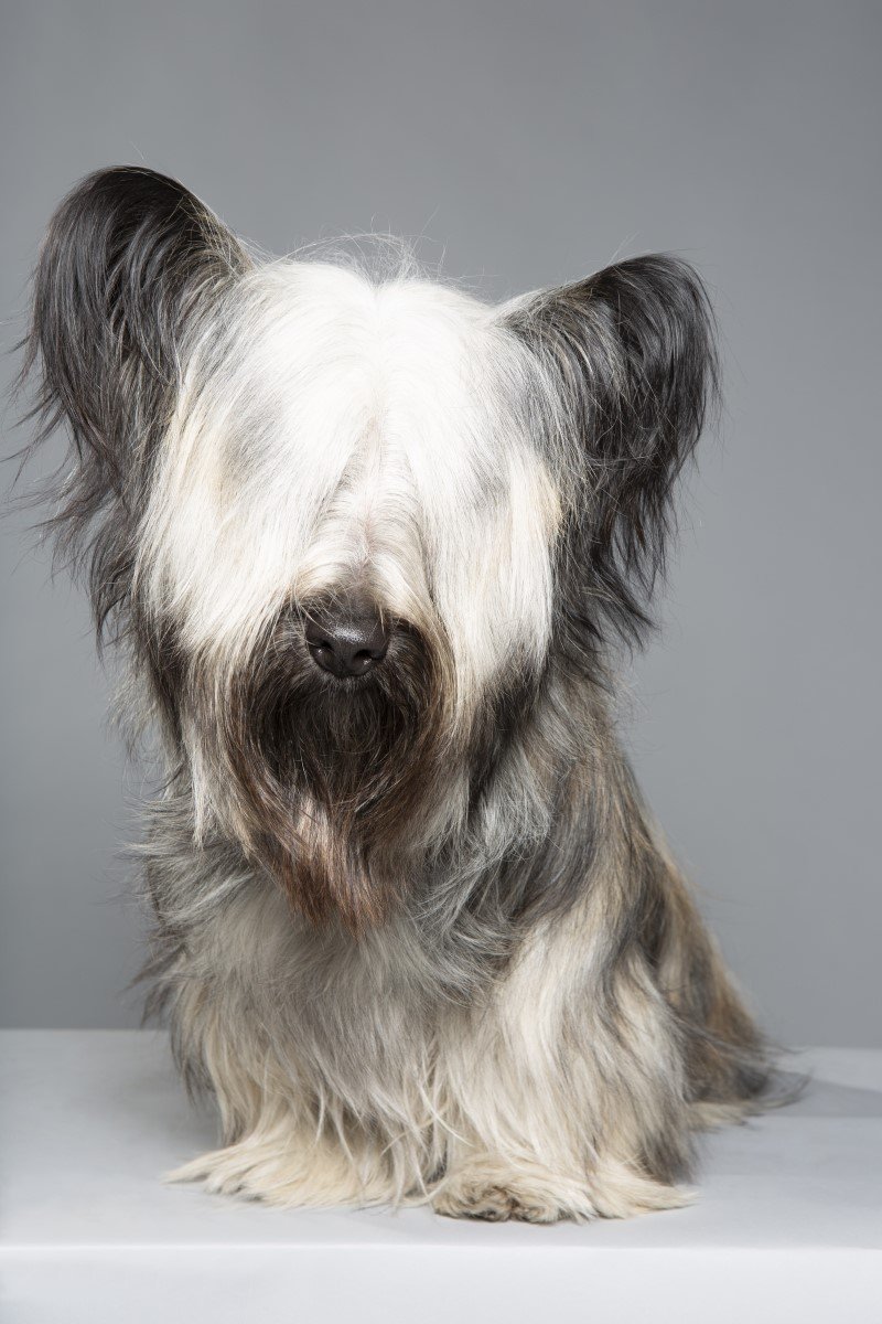 skye terrier