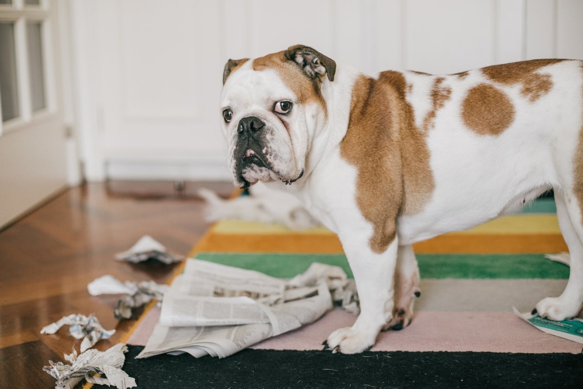 angol bulldog rombol