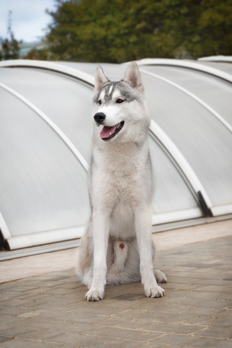 husky ül pénisz