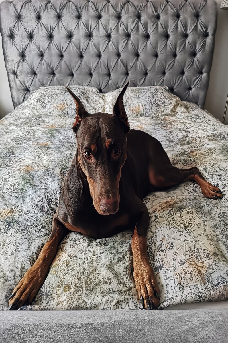 dobermann ágy