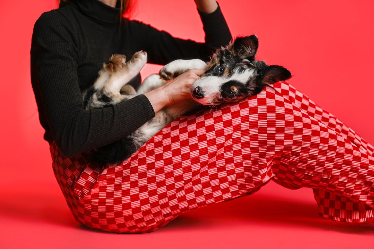 gazdi ölelés boldog collie