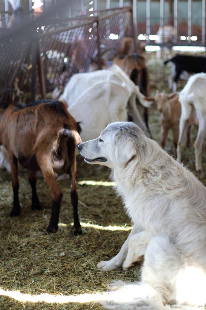 farm kecske