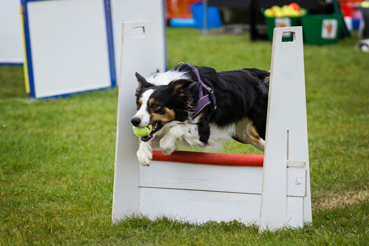 flyball sport