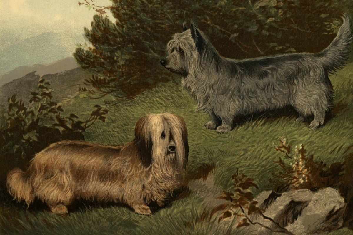 skye terrier régi ábrázolás