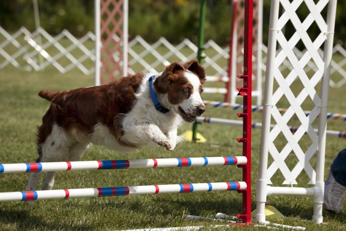 welsh springer spániel agility sport