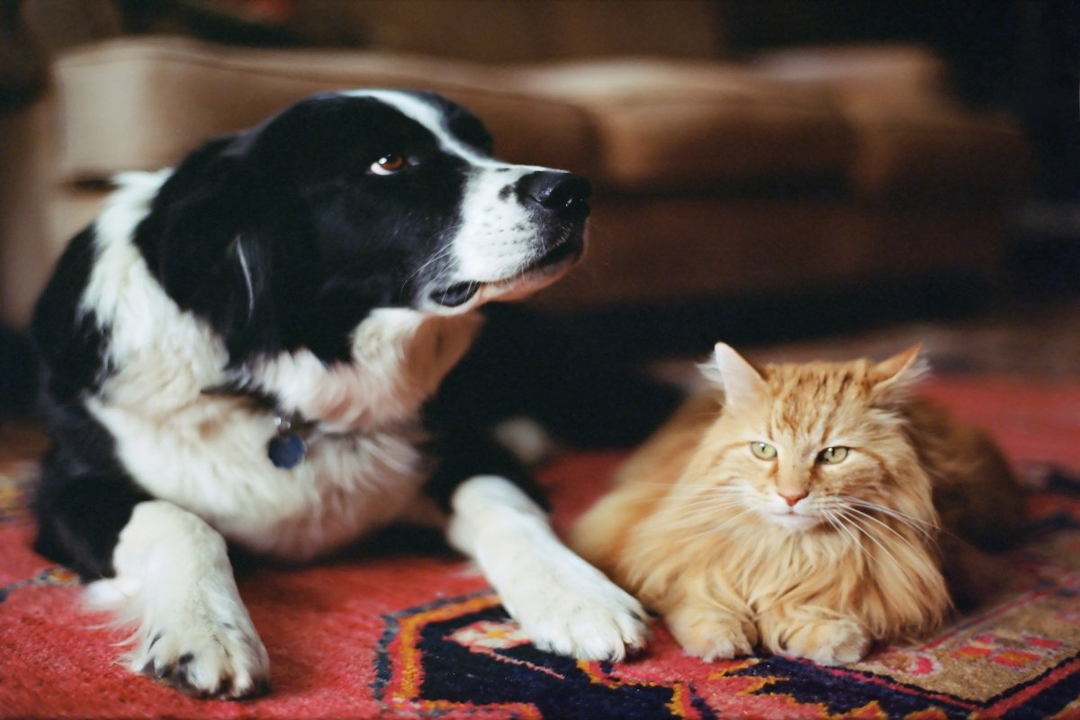border collie macska