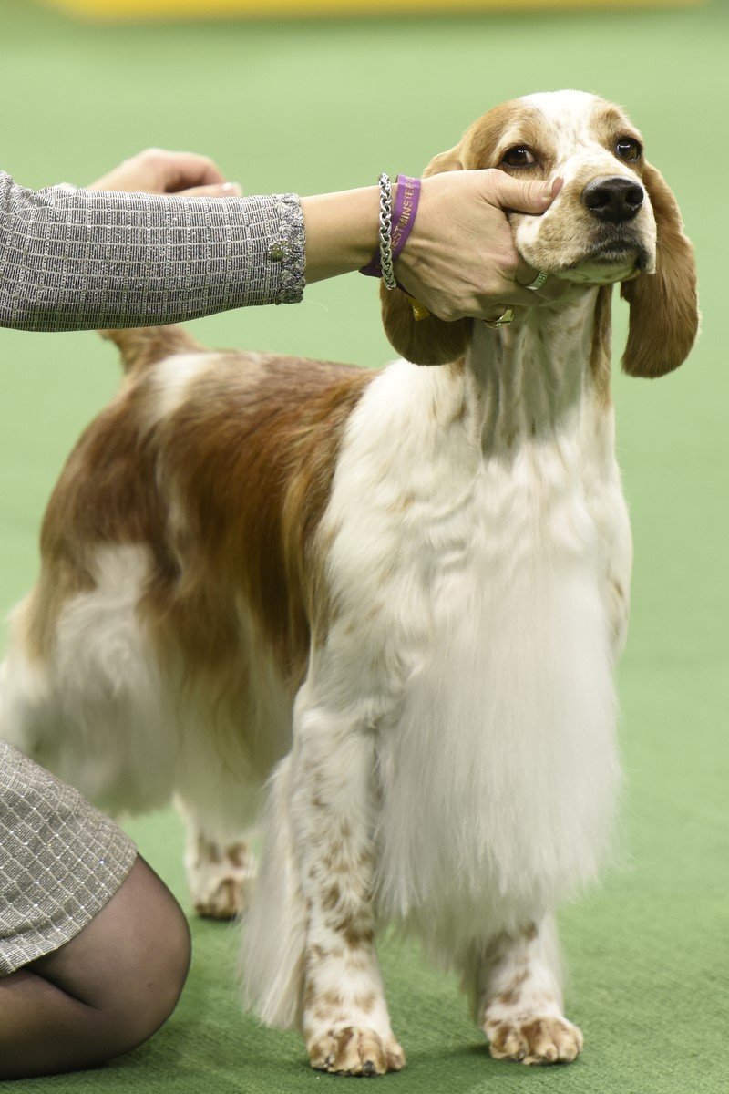 welsh springer spániel kiállítás