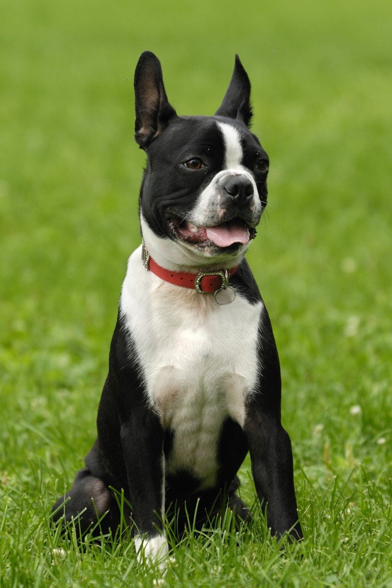 boston terrier