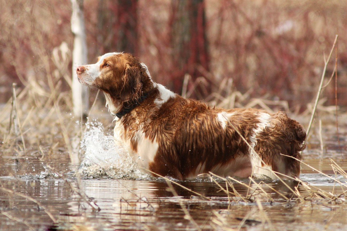 welsh springer spániel vadászat víz