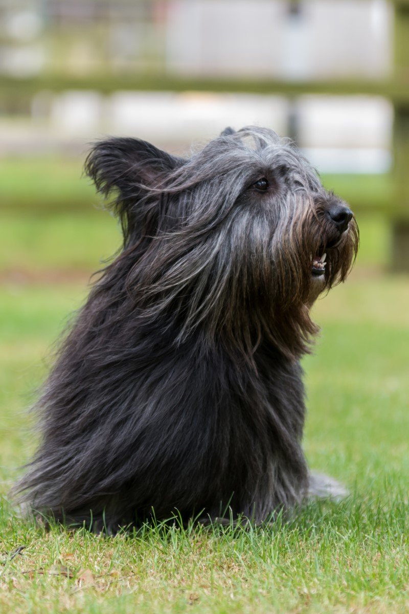 skye terrier