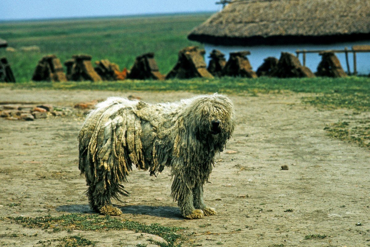 komondor