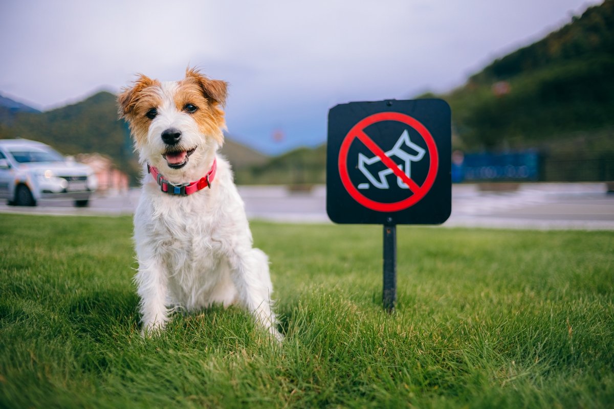 jack russell kutyakaki ürülék tábla borító