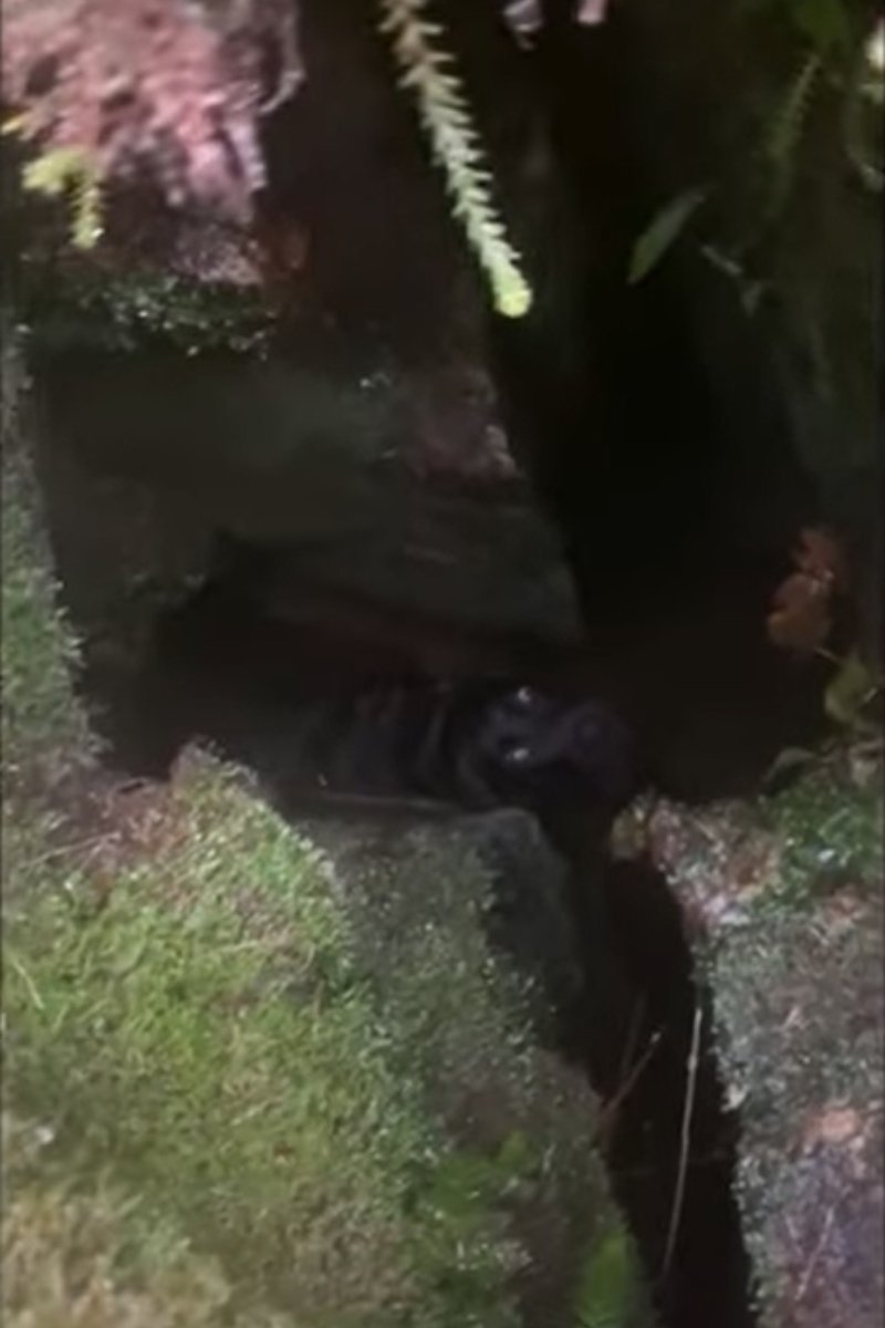 labrador (1)