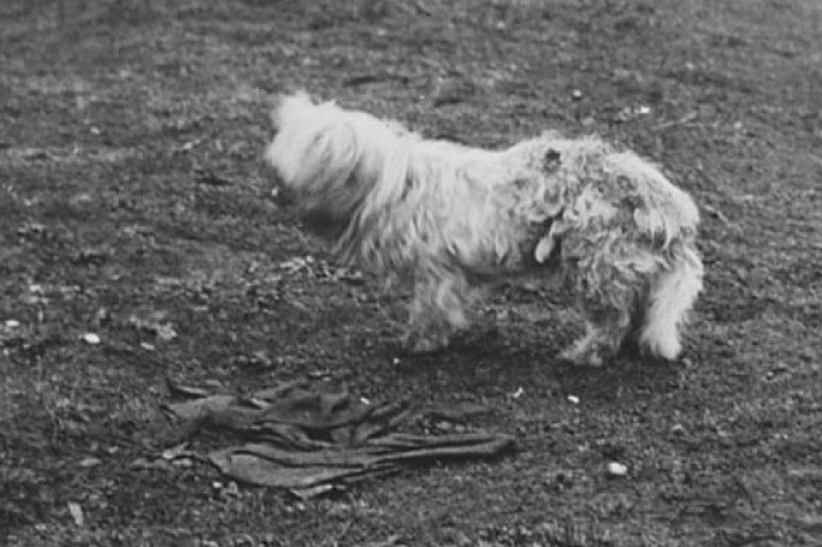 Salish-Wool-Dog-feature-image._03