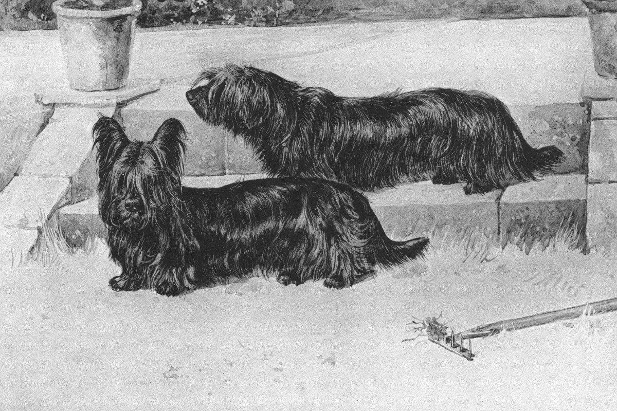 skye terrier abrazolas