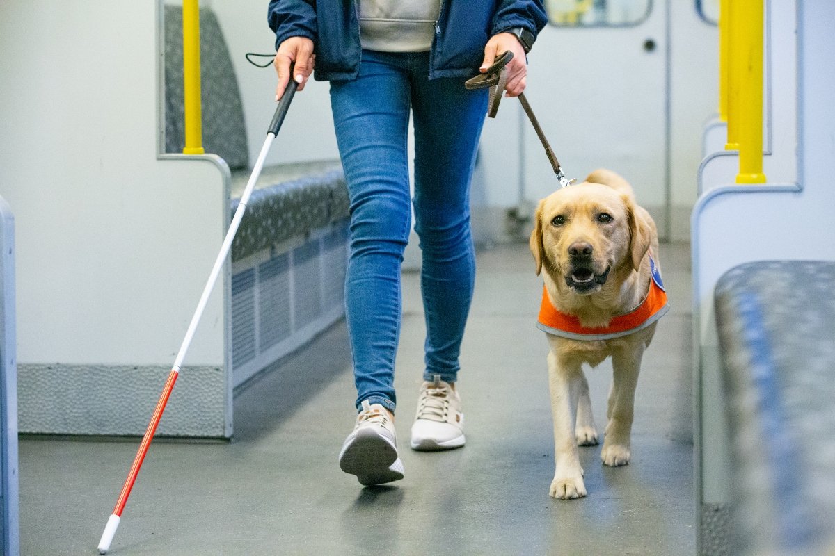 vakvezető kutya tömegközlekedés metró vonat utazás