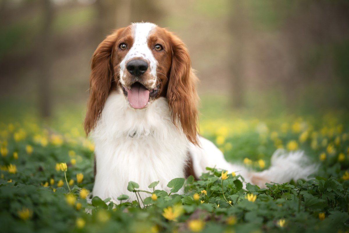 welsh springer spaniel mező rét virág