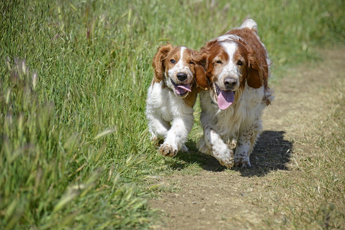 welsh springer spaniel kölyök két kutya