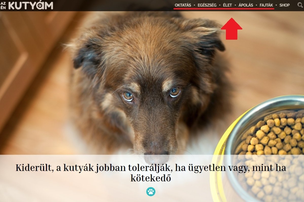 állatorvos kereső 1 (2)