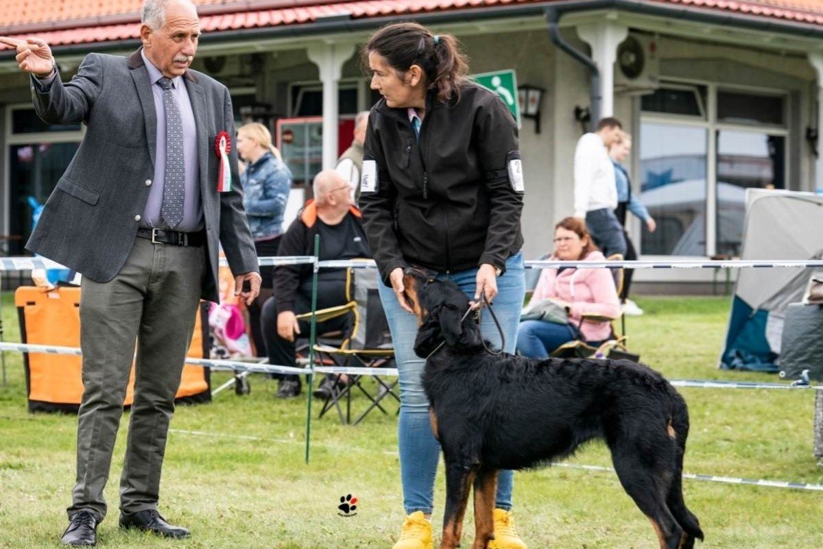 beauceron_kiállítás