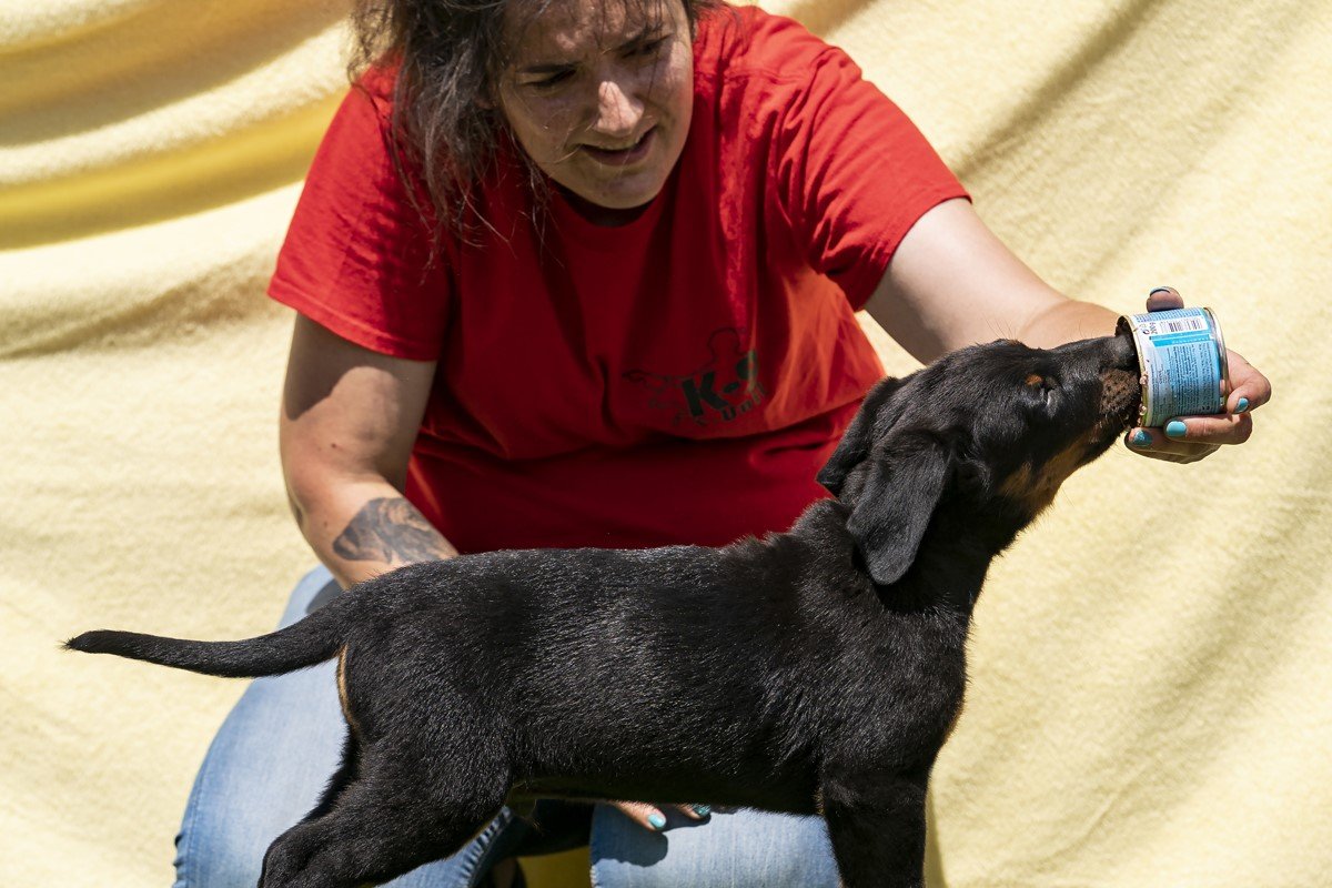 beauceronkölyök