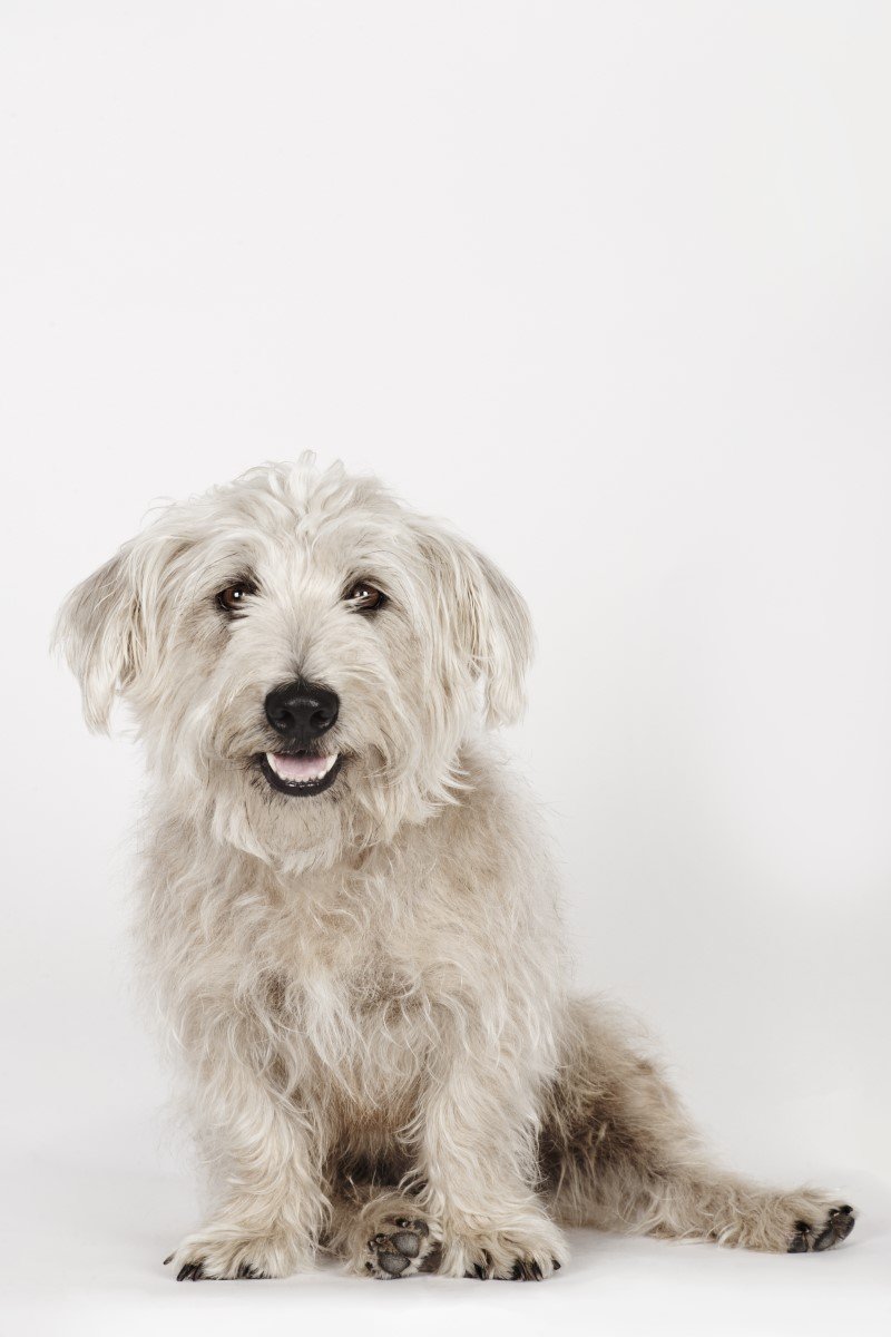glen of imaal terrier