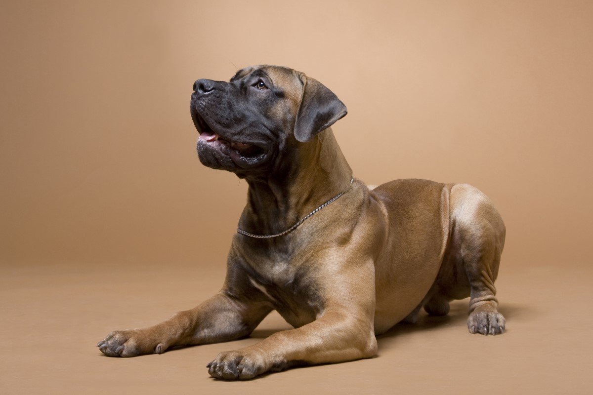 boerboel