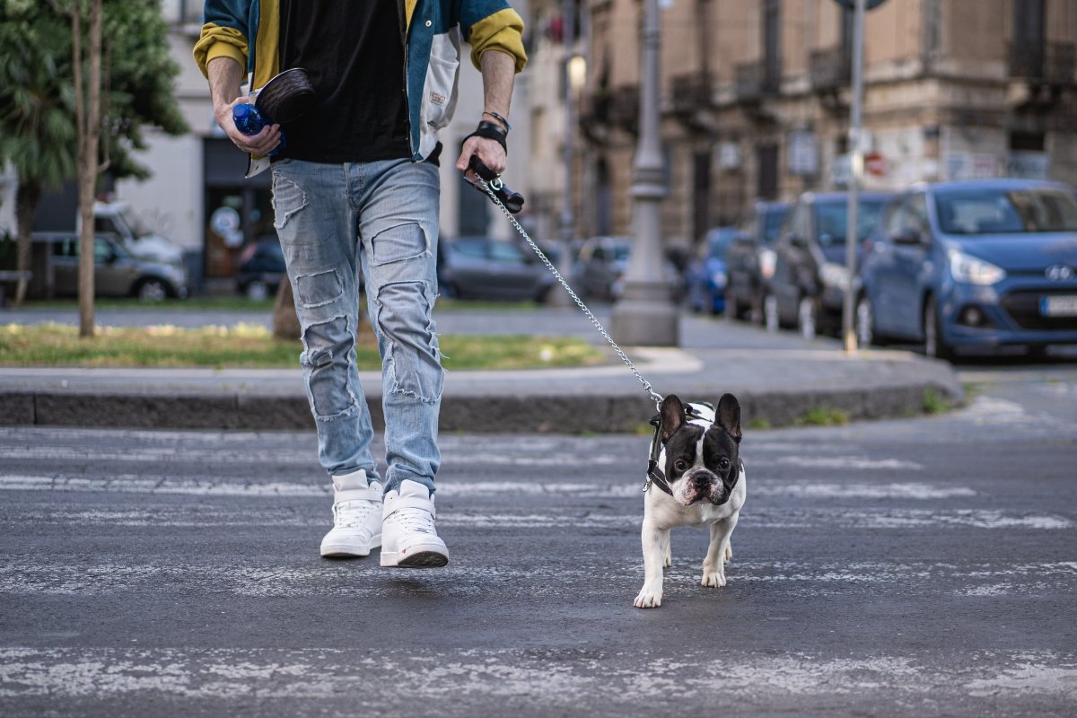 francia bulldog séta város gazdi