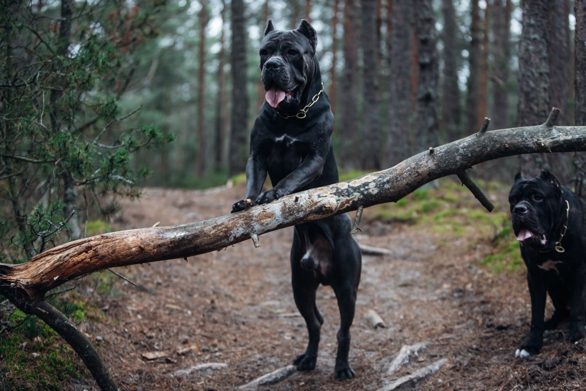 cane corso séta erdő