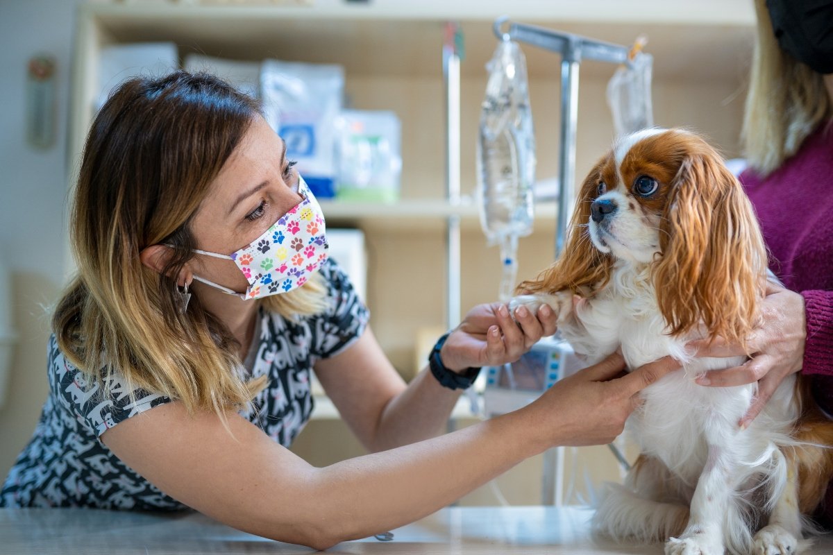 cavalier king charles spániel állatorvos vizsgálat