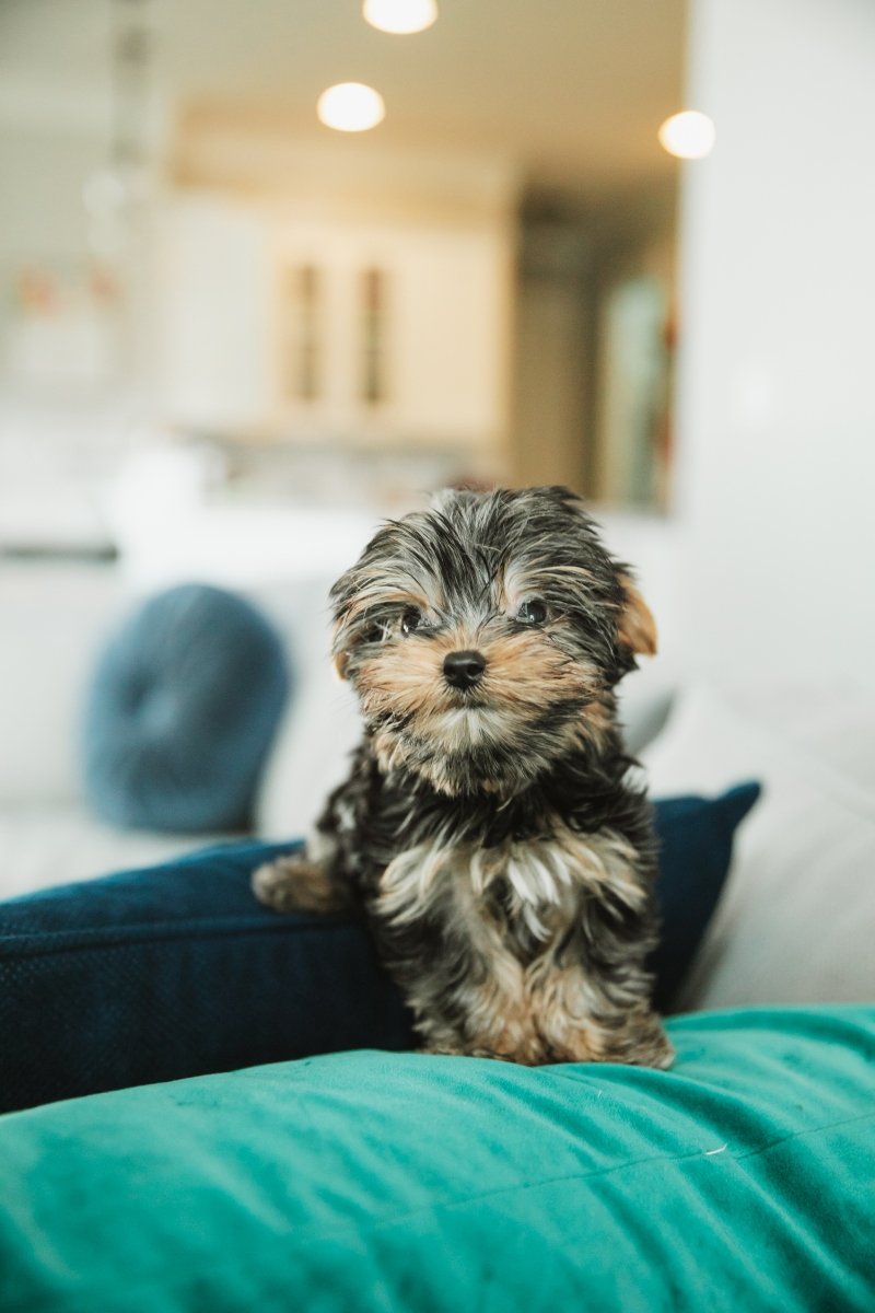 teacup yorkshire terrier kistestű